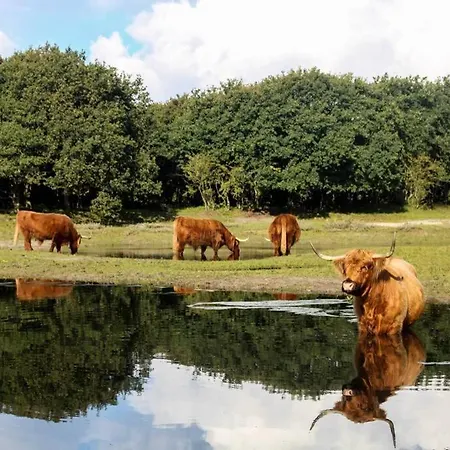 Appartement Slaperij 't Woud - Near The Dunes And The Sea!