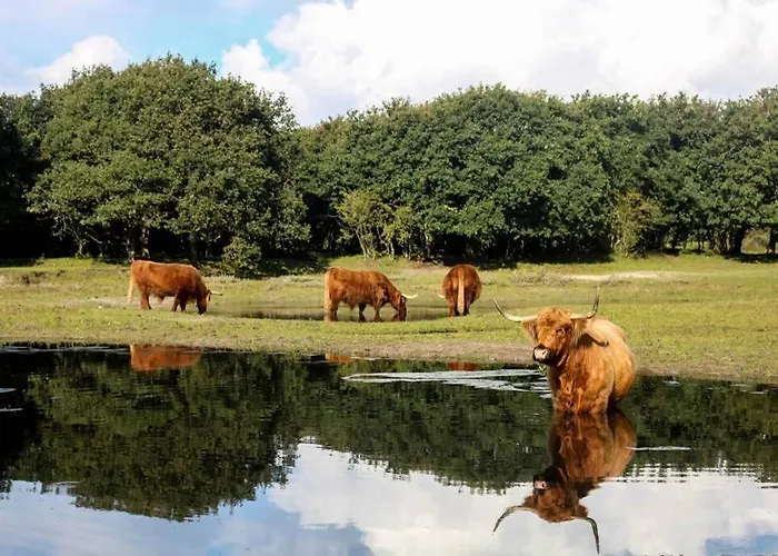 Apartment Slaperij 't Woud - Near The Dunes And The Sea!